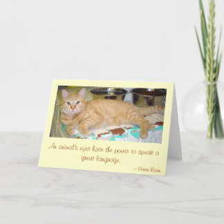 動物の目 カード