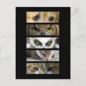 動物の目 ポストカード (正面)