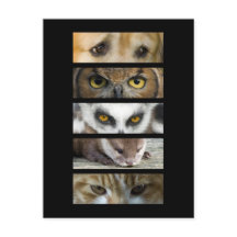 動物の目 ポストカード