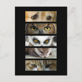 動物の目 ポストカード