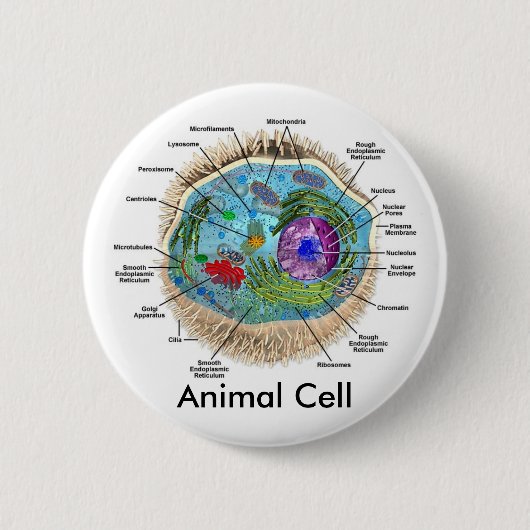 動物の細胞 缶バッジ (正面)