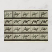 「動物の運動」よりラクダ、1887年(白黒写真) ポストカード (正面)