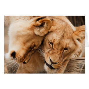 動物の野性生物を抱きしめている愛ライオン