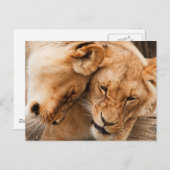 動物の野生動物を抱き寄せるラブライオンズ ポストカード (正面/裏面)
