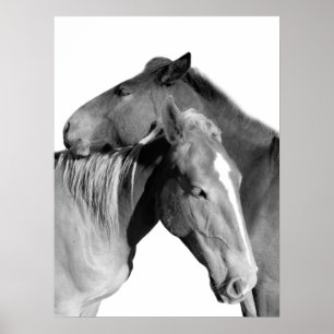 動物の馬の馬写真白黒 ポスター