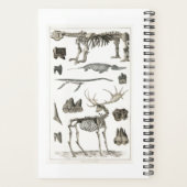 動物の骨の構造から標本2022 プランナー手帳 (裏面)