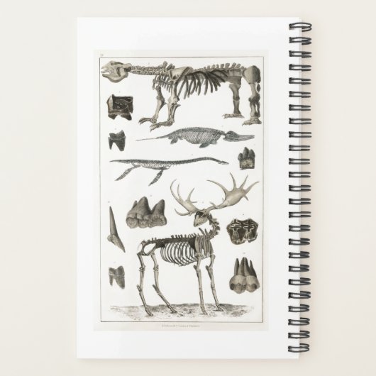 動物の骨の構造から標本2022 プランナー手帳 (裏面)