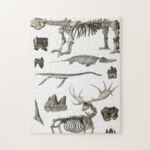 動物の骨構造の標本