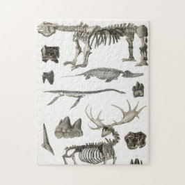 動物の骨構造の標本 ジグソーパズル