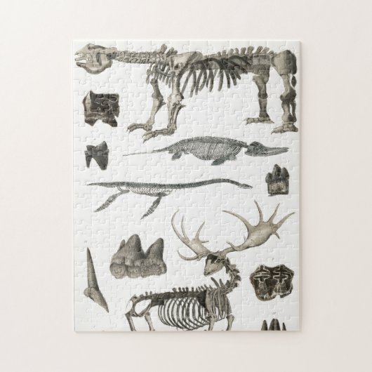 動物の骨構造の標本 ジグソーパズル (縦)