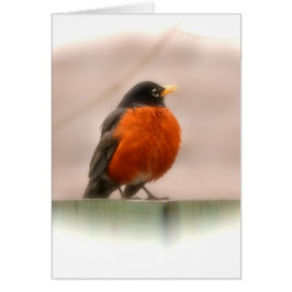 動物の鳥のアメリカ人ロビン