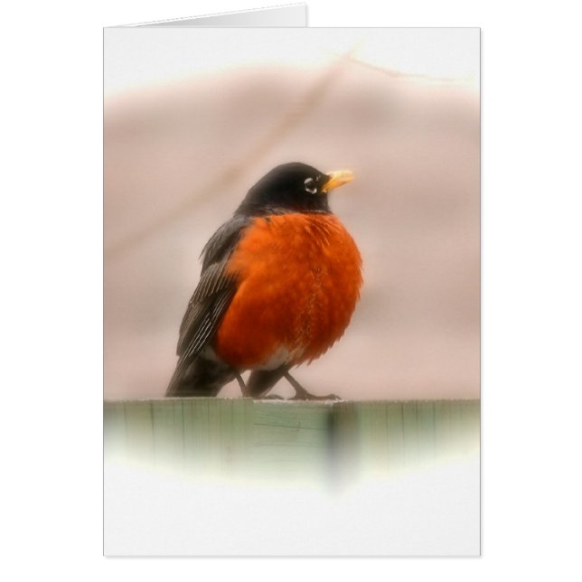 動物の鳥のアメリカ人ロビン (正面)