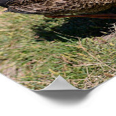 動物の鳥カモメとアヒルの草 ポスター (角)