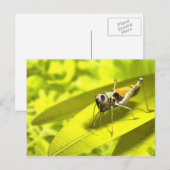 動物はがき34 ポストカード (正面/裏面)