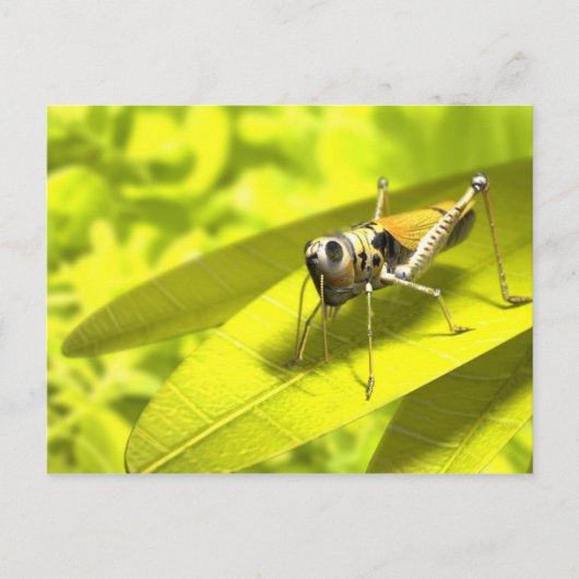 動物はがき34 ポストカード (正面)