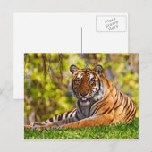 動物はがき37 ポストカード (正面/裏面)