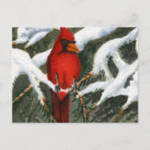 動物はがき ポストカード (正面)