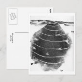 動物はがき ポストカード (正面/裏面)