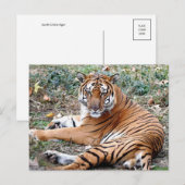 動物はがき ポストカード (正面/裏面)