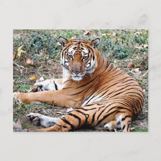 動物はがき ポストカード (正面)