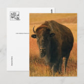 動物はがき ポストカード (正面/裏面)