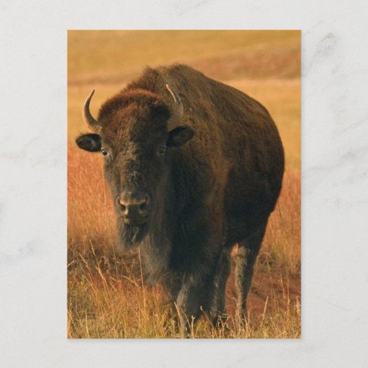 動物はがき ポストカード (正面)