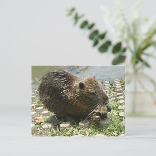 動物はがき「nutria rat」 ポストカード (スタンド正面)