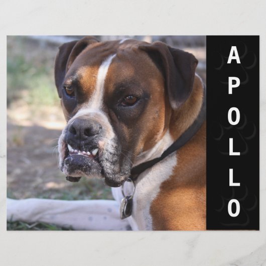 動物アクターコンプカードヘッドショット チラシ (正面)