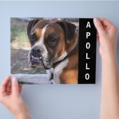 動物アクターコンプカードヘッドショット チラシ (手)