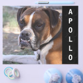 動物アクターコンプカードヘッドショット チラシ (シングル)