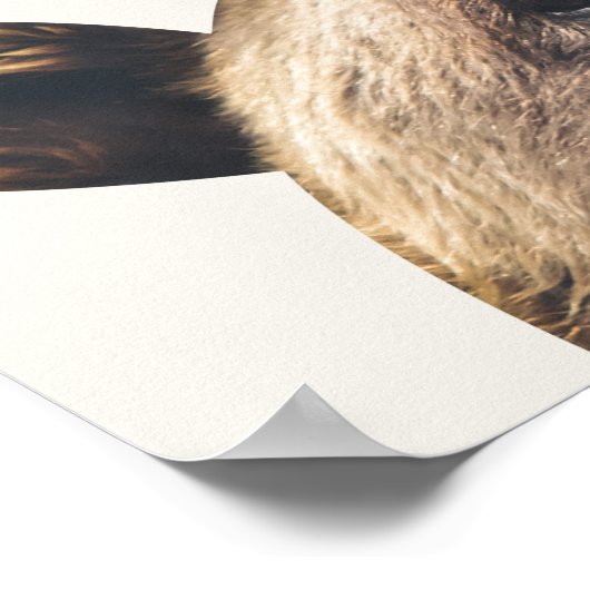 動物クマ ポスター (角)