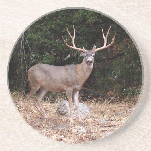 動物シリーズ – 鹿コースター コースター (正面)