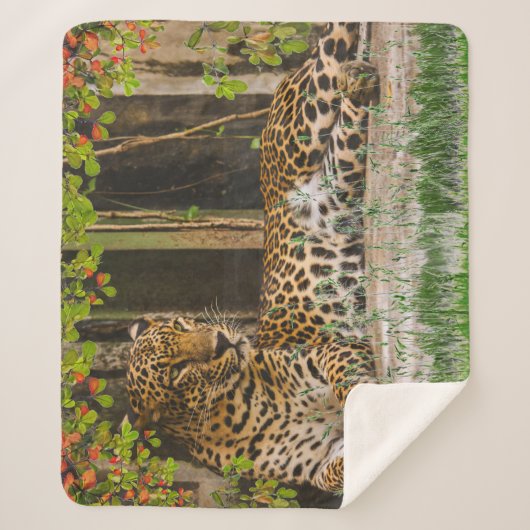 動物ヒョウ猫（50インチX 60インチ） シェルパブランケット (正面)