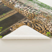 動物ヒョウ猫（50インチX 60インチ） シェルパブランケット (3/4)