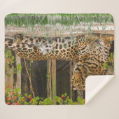 動物ヒョウ猫（50インチX 60インチ） シェルパブランケット (正面(横))