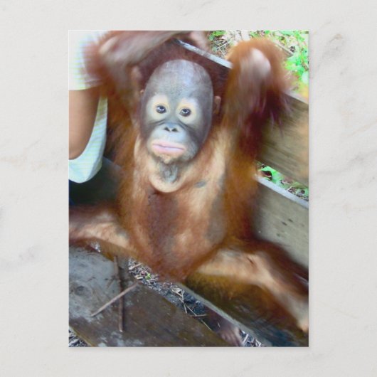 動物ベビートイレ事故 ポストカード (正面)