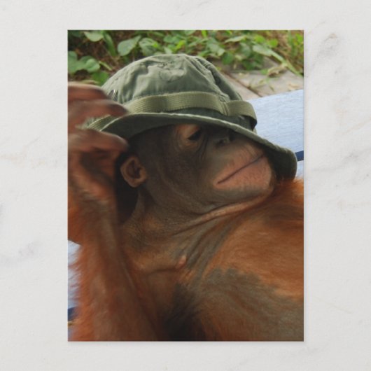 動物ベビー昼寝時間 ポストカード (正面)