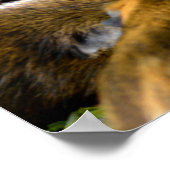 動物モルモット食べズの果実 ポスター (角)