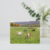 動物ヤギ牧草地バーモント写真 ポストカード (スタンド正面)