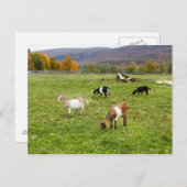 動物ヤギ牧草地バーモント写真 ポストカード (正面/裏面)