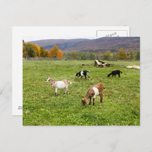 動物ヤギ牧草地バーモント写真 ポストカード (正面/裏面)