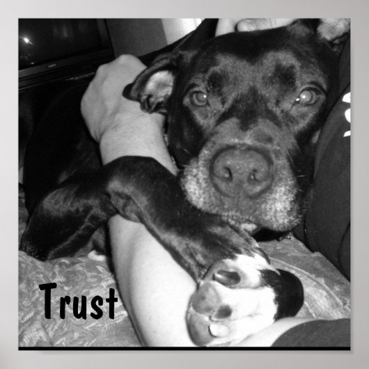 動物信託 ポスター (正面)