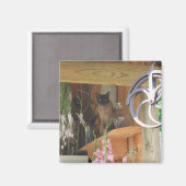 動物写真磁石ポーズ付きシャム猫#2 マグネット (正面/裏面)