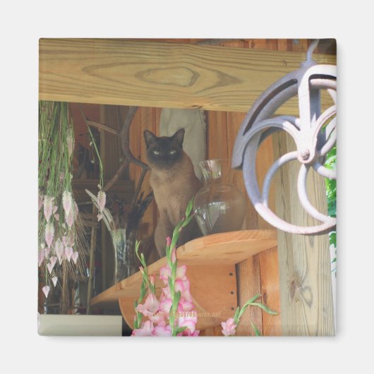 動物写真磁石ポーズ付きシャム猫#2 マグネット (正面)