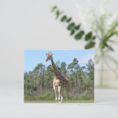 動物園でのビッグ・キリン ポストカード (スタンド正面)