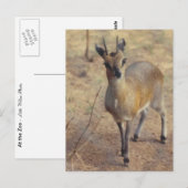 動物園で - ポストカード (正面/裏面)
