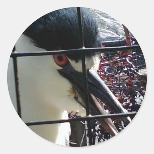 動物園のイメージでエキゾチックな鳥 ラウンドシール (正面)