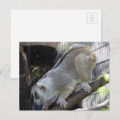 動物園のエンクロージャーのスローロリス下降枝 ポストカード (正面/裏面)