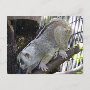 動物園のエンクロージャーのスローロリス下降枝 ポストカード