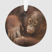 動物園のオランウータンの親子 オーナメント (正面)
